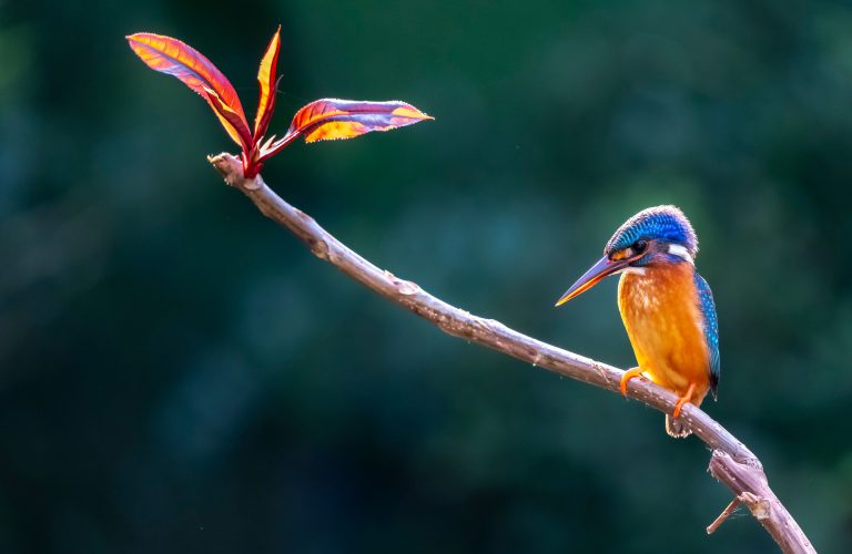What Birds Can Teach Us About Stress and Pressure